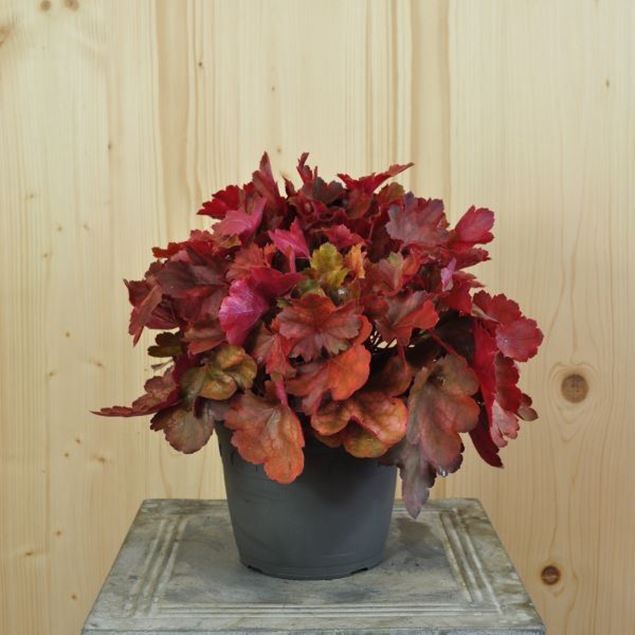 Image de Cloches pourpres - Heuchera x brizoides