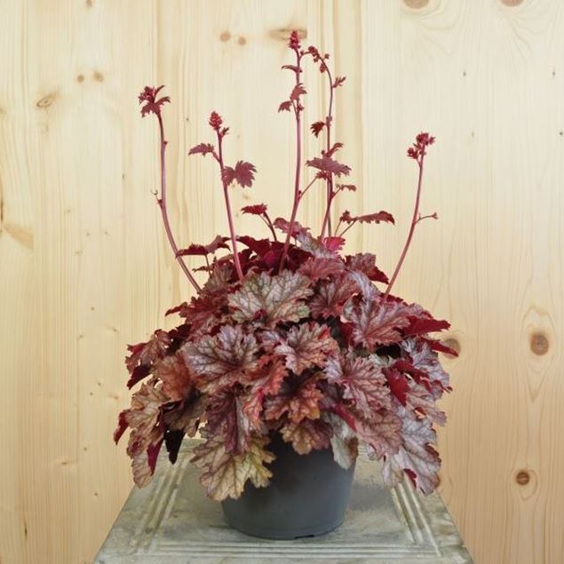 Image de Cloches pourpres - Heuchera x brizoides