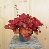 Bild von Purpurglöckchen - Heuchera x brizoides