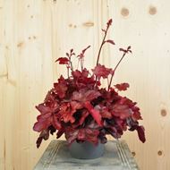 Bild von Purpurglöckchen - Heuchera x brizoides