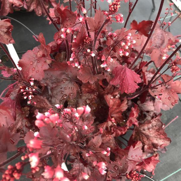 Bild von Purpurglöckchen - Heuchera x brizoides