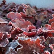 Bild von Purpurglöckchen - Heuchera x brizoides