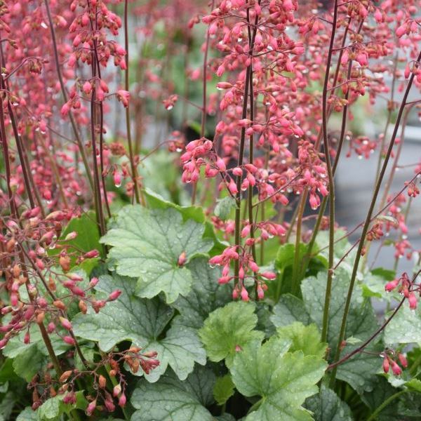 Bild von Purpurglöckchen - Heuchera x brizoides