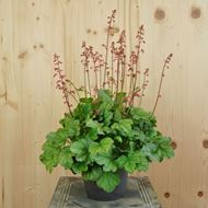 Bild von Purpurglöckchen - Heuchera x brizoides