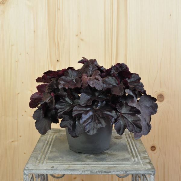 Bild von Purpurglöckchen - Heuchera x brizoides