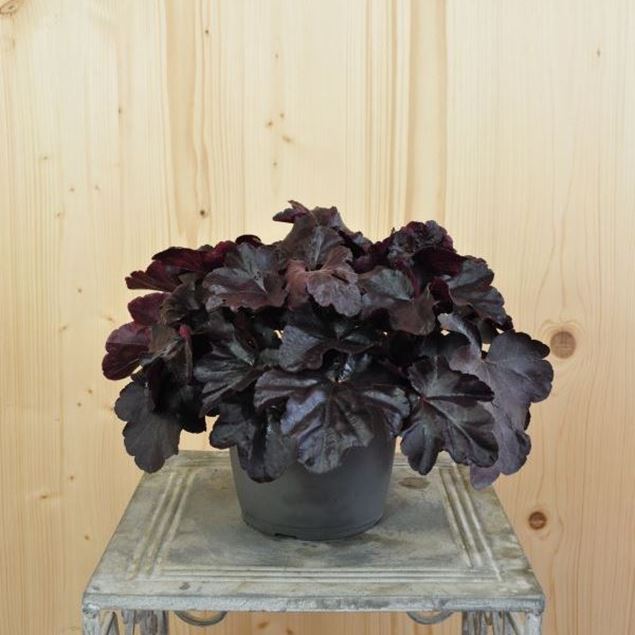 Image de Cloches pourpres - Heuchera x brizoides