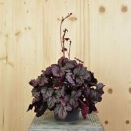 Image sur Cloches pourpres - Heuchera x brizoides