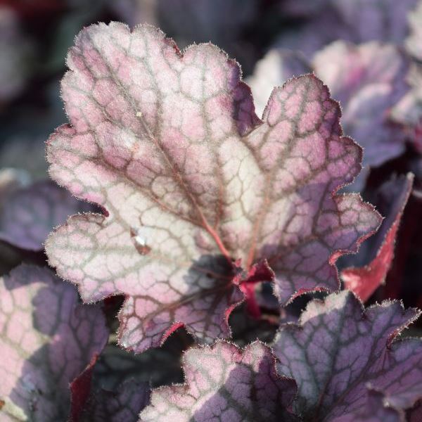 Image sur Cloches pourpres - Heuchera x brizoides