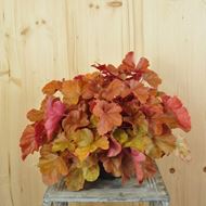 Bild von Purpurglöckchen - Heuchera x brizoides