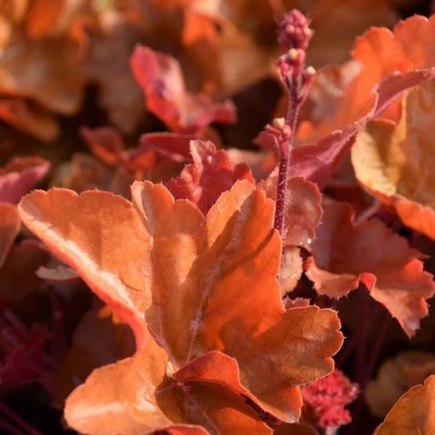 Image de Cloches pourpres - Heuchera x brizoides