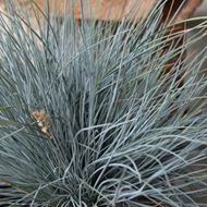 Image sur Fétuque bleue - Festuca glauca