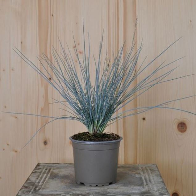 Image de Fétuque bleue - Festuca glauca