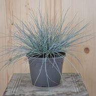 Image sur Fétuque bleue du jardin - Festuca cinerea