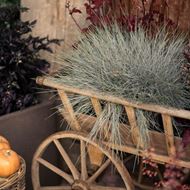 Image sur Fétuque bleue du jardin - Festuca cinerea