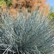 Bild von Garten-Blauschwingel - Festuca cinerea