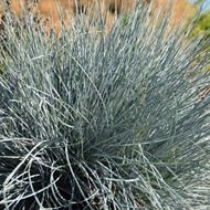 Image sur Fétuque bleue du jardin - Festuca cinerea