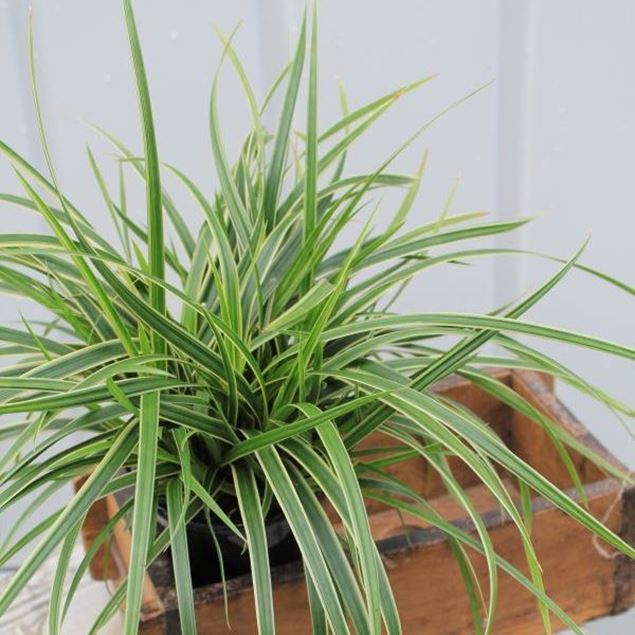 Japan-Segge - Carex morowii