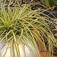 Goldsegge - Carex hachijoensis