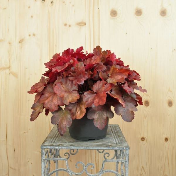 Bild von Purpurglöckchen - Heuchera x brizoides