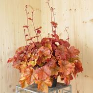 Bild von Purpurglöckchen - Heuchera x brizoides