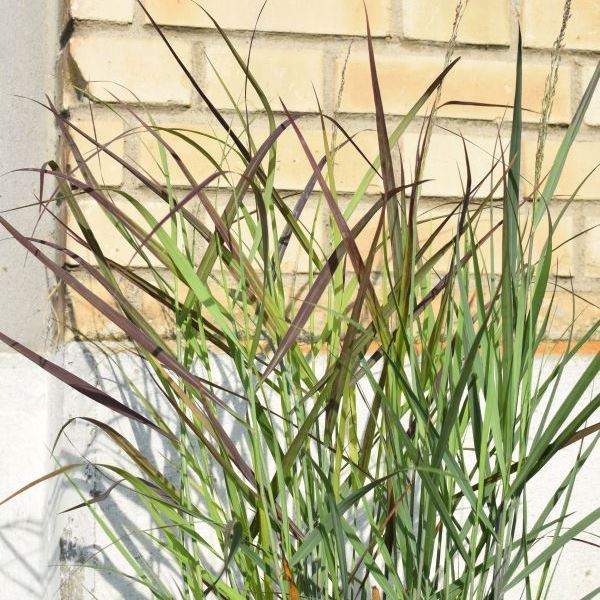 Image sur Changer de mil. - Panicum virgatum 