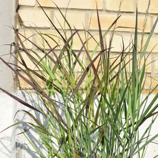 Bild von Ruten-Hirse - Panicum virgatum