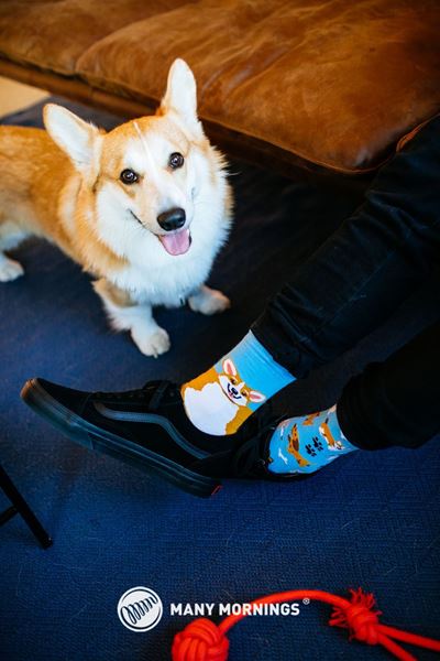 Bild von Playful Dog Socks