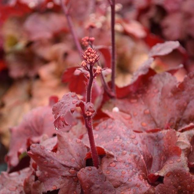 Bild von Purpurglöckchen - Heuchera x brizoides