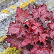 Bild von Purpurglöckchen - Heuchera x brizoides