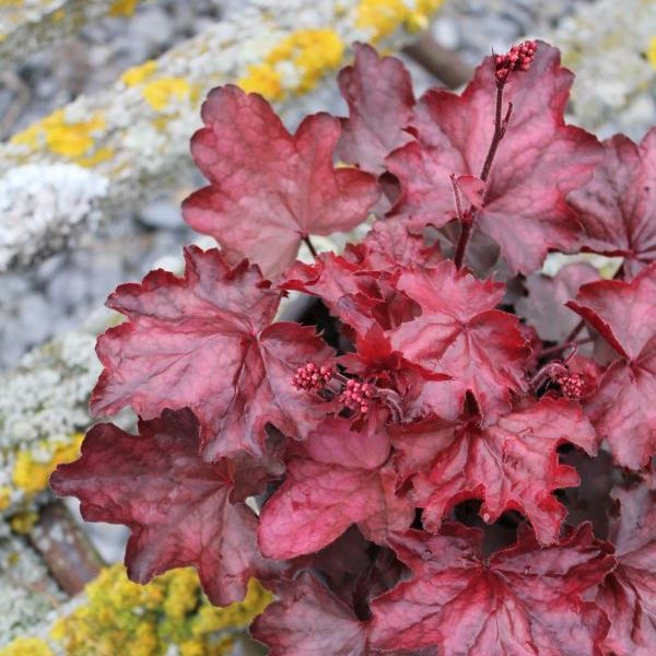 Image sur Cloches pourpres - Heuchera x brizoides