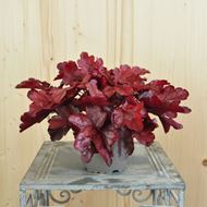 Bild von Purpurglöckchen - Heuchera x brizoides