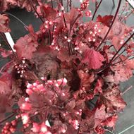 Image sur Cloches pourpres - Heuchera x brizoides