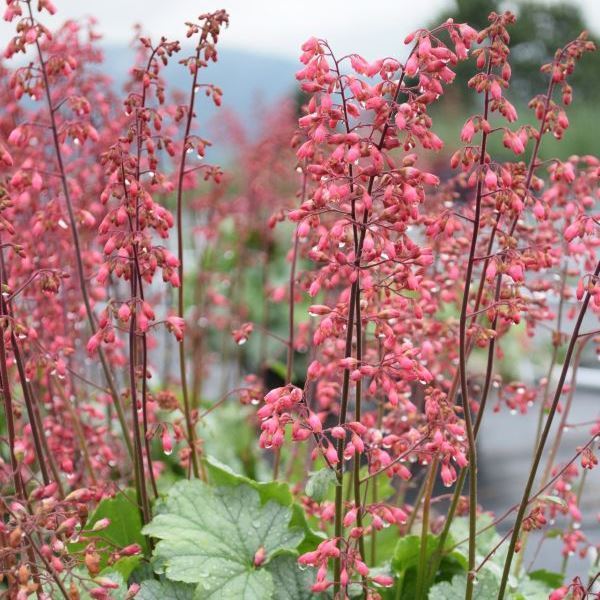 Bild von Purpurglöckchen - Heuchera x brizoides