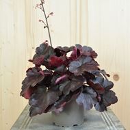 Bild von Purpurglöckchen - Heuchera x brizoides