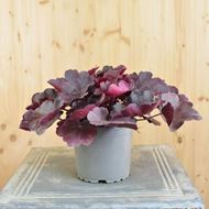 Image sur Cloches pourpres - Heuchera x brizoides