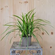 Japan-Segge - Carex morowii