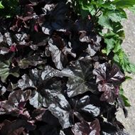 Image sur Cloches pourpres - Heuchera x brizoides