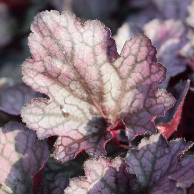 Bild von Purpurglöckchen - Heuchera x brizoides