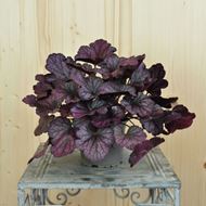 Bild von Purpurglöckchen - Heuchera x brizoides