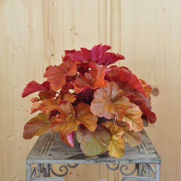 Image sur Cloches pourpres - Heuchera x brizoides