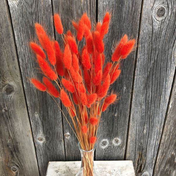 Lagurus Trockenblumenstrauss Samtpfoten orange