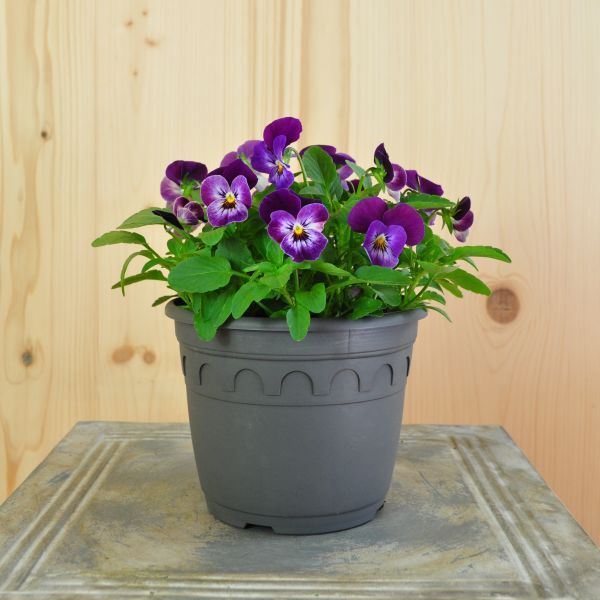 Image sur Violette cornue - Viola cornuta