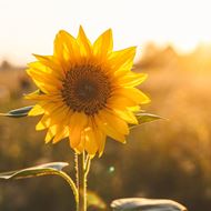 Image sur  Cartes «Tournesol» (Set de 10)