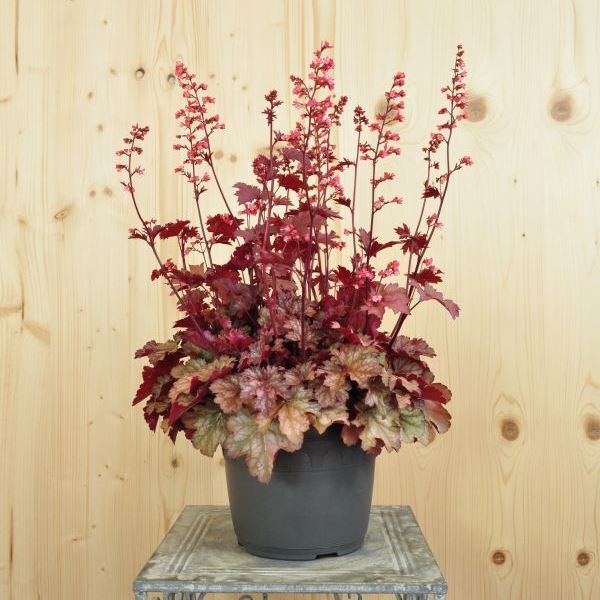 Bild von Purpurglöckchen - Heuchera x brizoides