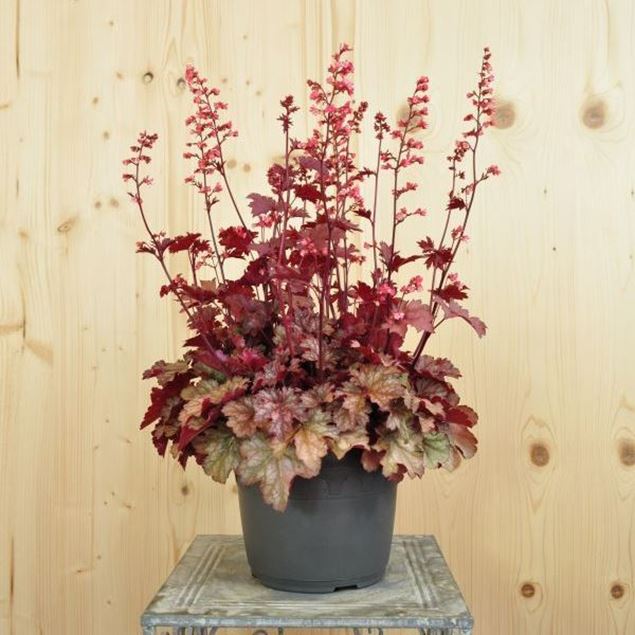 Image de Cloches pourpres - Heuchera x brizoides