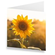 Image sur  Cartes «Tournesol» (Set de 10)