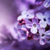 Image sur  Cartes «Lilas» (Set de 10)