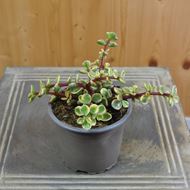 Speckbaum - Portulacaria afra