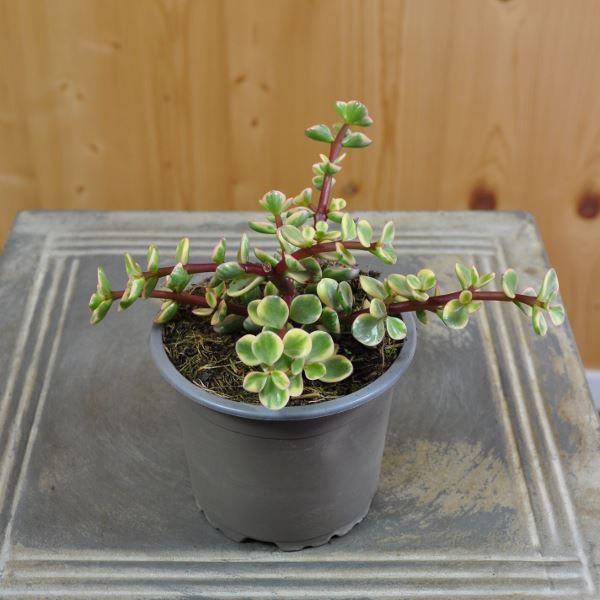 Speckbaum - Portulacaria afra