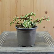 Speckbaum - Portulacaria afra